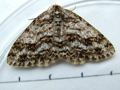 Engrailed